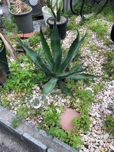 地植えアガベ売ります〈値下げ〉 【公式通販】