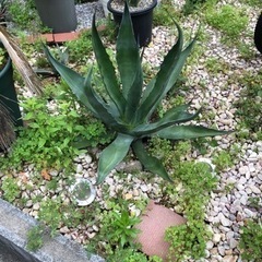 地植えアガベ売ります〈値下げ〉