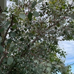 ユーカリ　ポポラス　枝葉