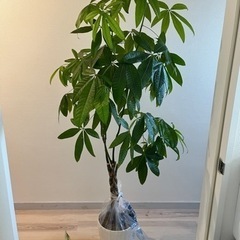 観葉植物 パキラ 約160cm
