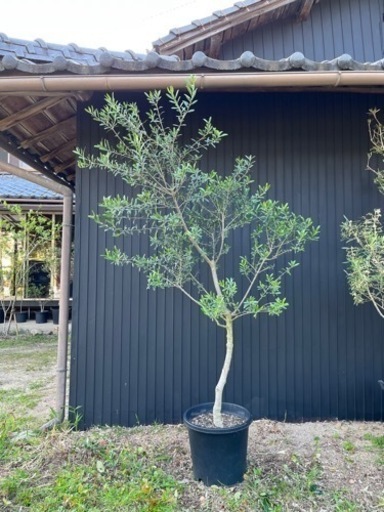 オリーブの木 鶴亀園 ネバディロブランコ 2m 庭木 常緑樹 地植えにも