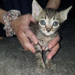 子猫里親募集中‼️代理投稿です。