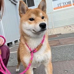 柴犬　里親さん募集中