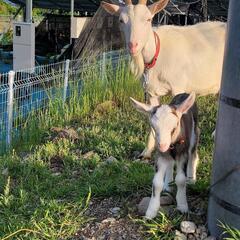 💡田舎の小さい💡触れ合い動物園💡