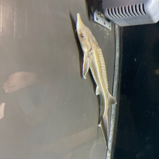 コチョウザメ　約25cm 熱帯魚　金魚　鯉　水槽　アクアリウム