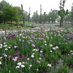 平日20時以降　葛飾区　水元公園　花菖蒲園　徒歩散策に同行…