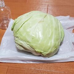 手作り野菜　キャベツ