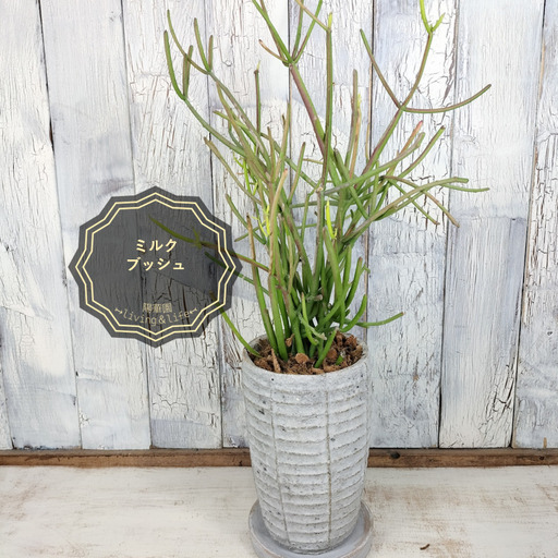 ミルクブッシュ 観葉植物 www.inversionesczhn.com