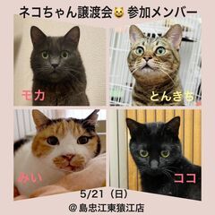 2023/5/21(日)保護猫譲渡会 島忠 江東猿江店