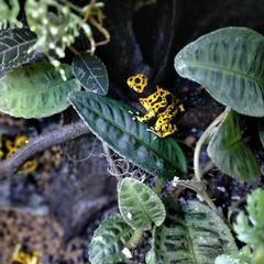 キオビヤドクガエル ”ファインスポット” EU便F1 3匹セット - その他 