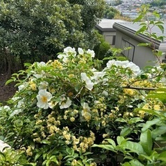 薔薇の剪定枝木差し上げます。