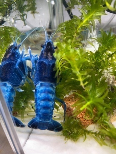 カラーザリガニ(青、水色、濃紺)6匹　水槽セット