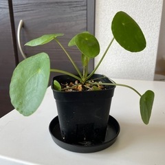 観葉植物　ピレアペペロミオイデス②