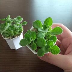 多肉植物 アロマティカス🌿✨