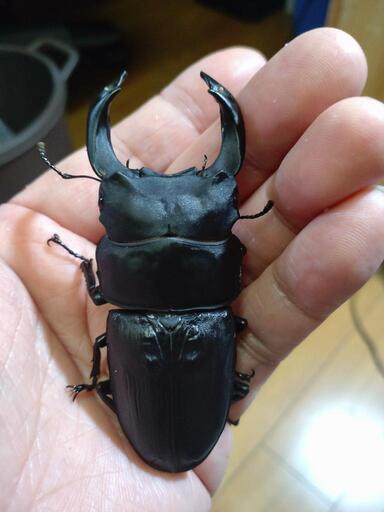 【yamasanお話中】久留米オオクワガタ♂85.5mm♀54.0mm前後