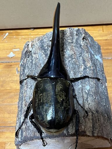 ヘラクレスオオカブト　オス149ｍｍメス2匹セット