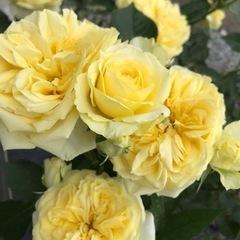 終了！満開 黄色の薔薇　サンライトロマンティカ　接木大苗 バラ