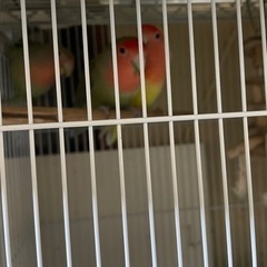 コザクラインコ　セキセイインコ