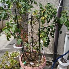 バラの花差し上げます。