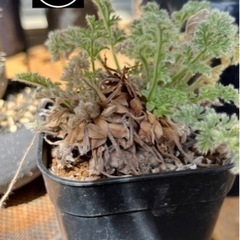 写真用　⑪-⑭観葉植物・鉢　断捨離　(パキポディウム(グラキリス、イノピ、ディスピ)アガベ等) 写真用 ⑪⑭⑯⑰⑱ 観葉植物・鉢 断捨離 (パキポディウム(グラキリス