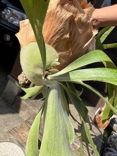 ビカクシダ ビフルカツム 配送 枝コルク付け 