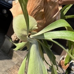 ビカクシダ　ビフルカツム　枝コルク付け