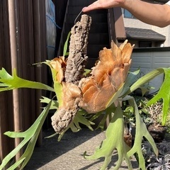 ビカクシダ　ビフルカツム　枝コルク付け