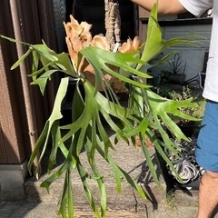 ビカクシダ　ビフルカツム　枝コルク付け