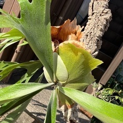 ビカクシダ　ビフルカツム　枝コルク付け