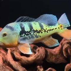 アイスポットシクリッドの中古が安い！激安で譲ります・無料であげます  