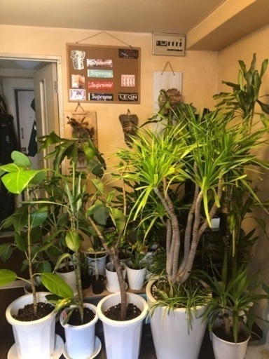 観葉植物　ユッカ　サボテン　モンステラ　パキラ　ドラセナ　インテリア　植物　植木