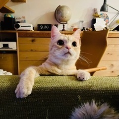 スコティッシュフォールド　チャトラ　可愛い雄猫です。