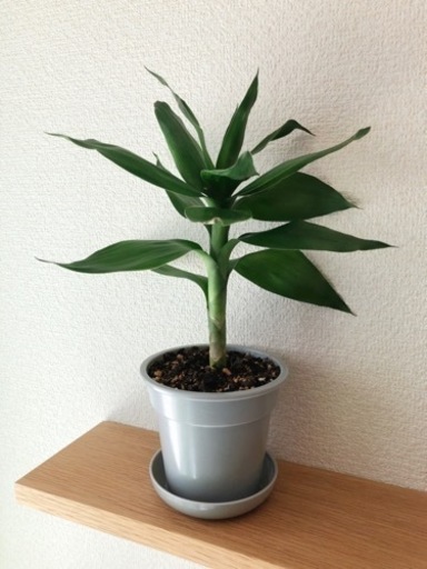 観葉植物　ドラセナ・コンパクタ④　32cm　グレーカラーの3.5号の鉢と受け皿付き