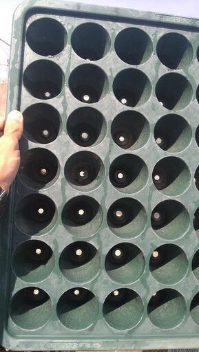 【いちご就農者必見】育苗すくすくトレイ35穴500枚