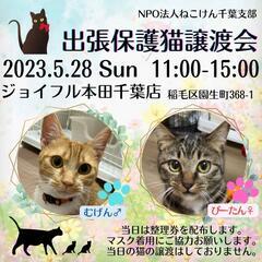 ねこけん千葉支部🐈️保護猫譲渡会開催します🙇‍♀️