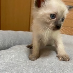 🐾シャム柄　ランちゃん　トライアル中