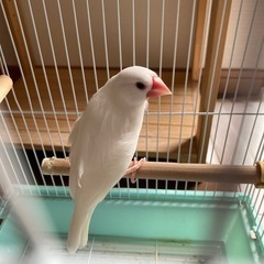 白文鳥の画像