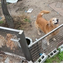 保護犬活動にご協力ください。