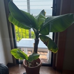 三尺バナナ苗木