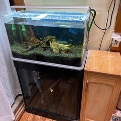 熱帯魚　水草　60cm水槽　水槽台一式で