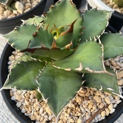 アガベ 白鯨 中株