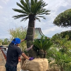 ソテツ2メートルオーバー＋岐阜石。植栽費込みセット！