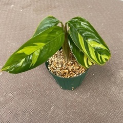 【決まりました】観葉植物 カラテア ルベルシアーナ 10cm鉢 