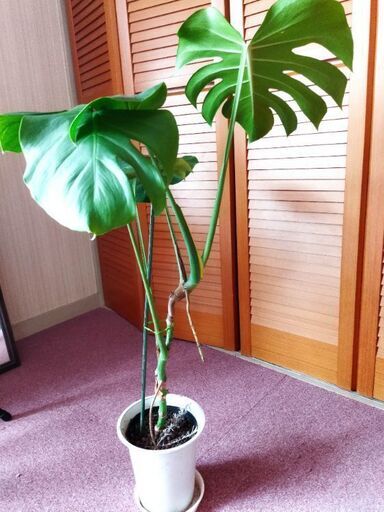 成約】大型モンステラ 立ち姿もキレイ 元気苗❢ - その他