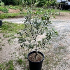 オリーブの木 アルベキナ 庭木 常緑樹 地植えにも