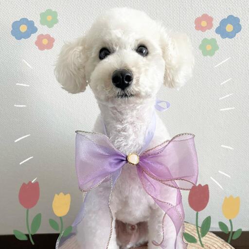 トリミングモデル犬募集🧸 (Momoka) 円山公園のペットサービスの無料広告・無料掲載の掲示板｜ジモティー