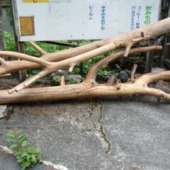 　天然木(乾燥丸太)、アウトドア用の薪　　