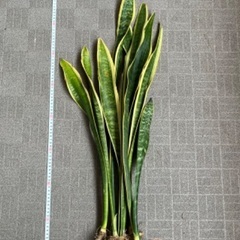 サンスベリア ローレンティ90cm(鉢植え120amサイズ)