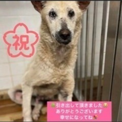 野犬　里親募集　ありがとうございました｡ﾟ(ﾟ´ω`ﾟ)ﾟ｡