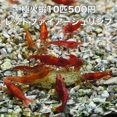 ２　極火蝦　10匹500円　レッドファイアーシュリンプ